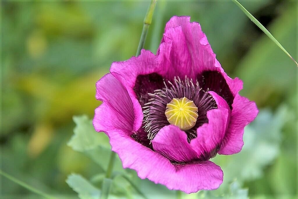 Jammas5 1000 HUNGARIAN BREADSEED POPPY Papaver Purple Blue Flower Seeds *Flat Shipping