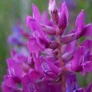 Jammas5 30 Purple LOCOWEED CRAZYWEED Oxytropsis Lambertii Flower Seeds + Gift & Comb S/H