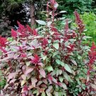 Jammas5 250 BURGUNDY AMARANTHUS Hypochondriacus Amaranth Grain Vegetable Flower Seeds
