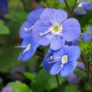 Jammas5 50 CREEPING BLUE SPEEDWELL / VERONICA Repens Flower Seeds *Comb S/H & Free Gift