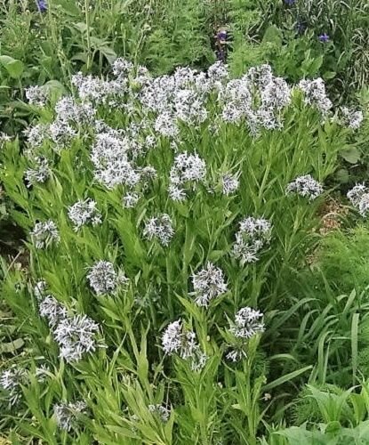 Jammas5 10 SHINING BLUESTAR Ozark or Showy Blue Star Amsonia Illustris Flower Seeds