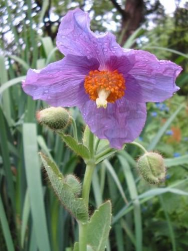 Jammas5 10 VIOLET HIMALAYAN POPPY Meconopsis Betonicifolia Purple Hensol Flower Seeds