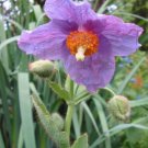 Jammas5 10 VIOLET HIMALAYAN POPPY Meconopsis Betonicifolia Purple Hensol Flower Seeds