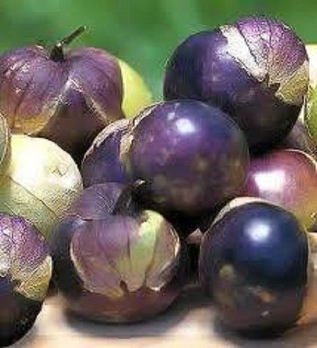 Jammas5 50 PURPLE TOMATILLO Physalis Ixoxcarpa Vegetable Seeds + Free Gift & Comb S/H