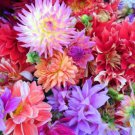 Jammas5 20 Dwarf Mixed Colors REDSKIN DAHLIA Variabilis Red Skin Bicolor Flower Seeds