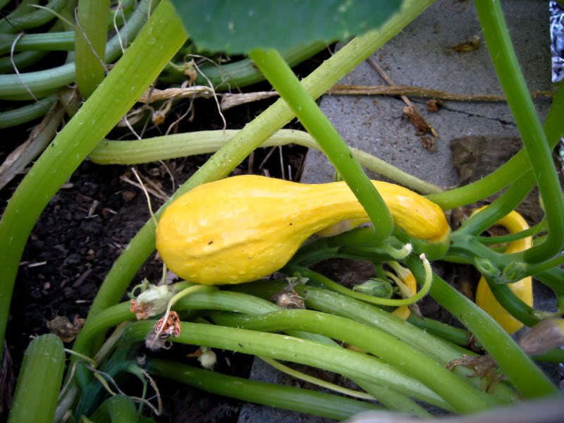 Jammas5 50 Yellow CROOKNECK SQUASH Summer Cucurbita Pepo Vegetable Seeds *Comb S/H +Gift