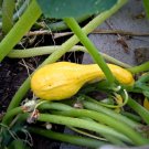 Jammas5 50 Yellow CROOKNECK SQUASH Summer Cucurbita Pepo Vegetable Seeds *Comb S/H +Gift