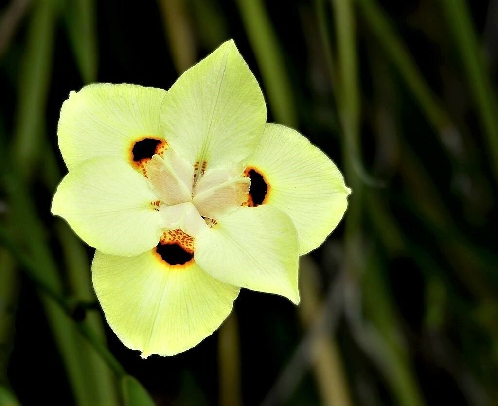 Jammas5 20 YELLOW AFRICAN IRIS Fortnight Lily Dietes Bicolor Butterfly Flag Flower Seeds