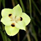 Jammas5 20 YELLOW AFRICAN IRIS Fortnight Lily Dietes Bicolor Butterfly Flag Flower Seeds
