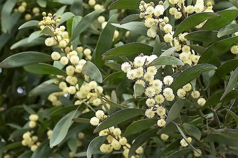 Jammas5 20 AUSTRALIAN BLACKWOOD TREE Black Acacia Melanoxylon Wattle Yellow Flower Seeds