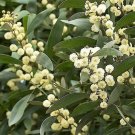 Jammas5 20 AUSTRALIAN BLACKWOOD TREE Black Acacia Melanoxylon Wattle Yellow Flower Seeds