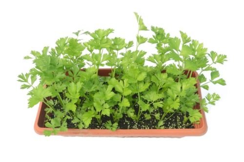 Jammas5 2000 CUTTING LEAF CELERY Apium Graveolens Soup Vegetable Herb Seeds *Flat Ship