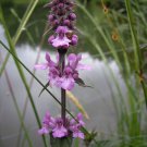 Jammas5 25 Marsh WOUNDWORT Hedge Nettle Stachys Palustris Herb Purple Flower Seeds Moist