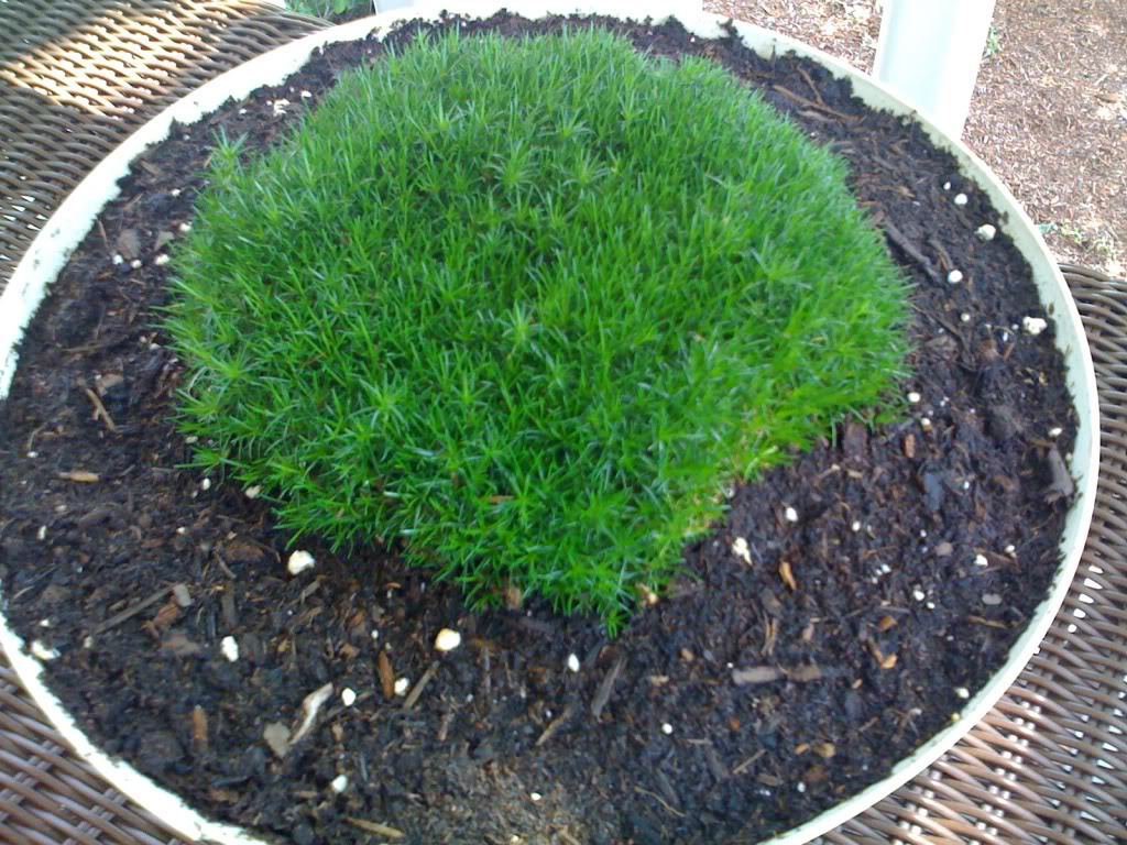 Jammas5 50 IRISH MOSS Groundcover Heath Pearlwort Sagina Sublata White Flower Seeds