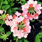 Jammas5 25 ORGANIC Florist PEACH VERBENA Grandiflora Fragrant Groundcover Flower Seeds