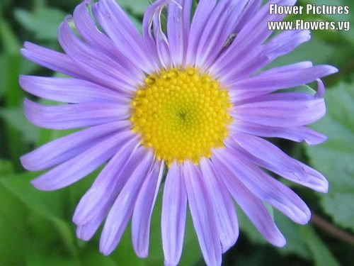 Jammas5 50 BLUE EAST INDIES ASTER Tongolensis Flower Seeds + Gift & Comb S/H