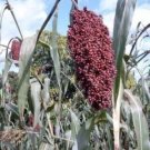 Jammas5 50 BROOMCORN / COLORED UPRIGHTS SORGHUM BICOLOR RED Seeds + Gift & Comb S/H