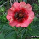 Jammas5 50 Nepal CINQUEFOIL / POTENTILLA Nepalensis Pink Red Flower Seeds *Comb S/H