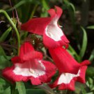 Jammas5 10 SCARLET PENSTEMON HARTWEGII Beardtongue Red White Flower Seeds *Comb S/H