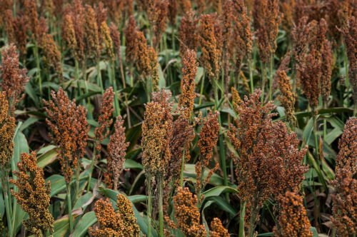 Jammas5 100 WILD GAME FOOD PLOT SORGHUM aka MILO Deer & Game Bird Bicolor Seeds *CombS/H
