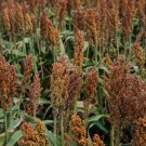 Jammas5 100 WILD GAME FOOD PLOT SORGHUM aka MILO Deer & Game Bird Bicolor Seeds *CombS/H