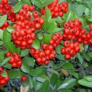 Jammas5 25 SCARLET FIRETHORN Pyracantha Coccinea Bush Shrub Flower Seeds +Gift & Comb SH