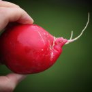 Jammas5 500 CHAMPION RADISH Sweet Scarlet Red Raphanus Sativus Root Vegetable Seeds