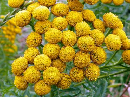 Jammas5 100 YELLOW TANSY Double Golden Buttons Fern Leaf Tanacetum Vulgare Flower Seeds