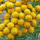 Jammas5 100 YELLOW TANSY Double Golden Buttons Fern Leaf Tanacetum Vulgare Flower Seeds