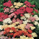 Jammas5 500 MIXED SUMMER YARROW Achillea Millefolium Red Pink White + Herb Flower Seeds