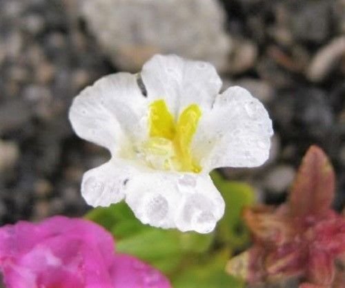 Jammas5 100 Twinkle WHITE MONKEY FLOWER Mimulus Seeds + Gift & Comb S/H