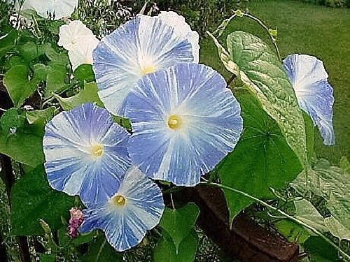 Jammas5 50 Blue & White FLYING SAUCERS MORNING GLORY Flower Vine Ipomoea Purpurea Seeds