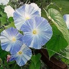 Jammas5 50 Blue & White FLYING SAUCERS MORNING GLORY Flower Vine Ipomoea Purpurea Seeds