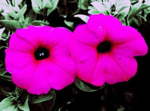Jammas5 1000 SHANIN PETUNIA Integrifolia Violacea Pink Purple Wild Flower Seeds *CombS/H