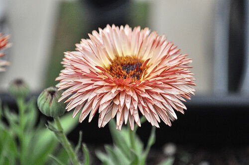 Jammas5 20 ZEOLIGHTS CALENDULA Officinalis MARIGOLD Flower Seeds Coral Peach Pink CombSH