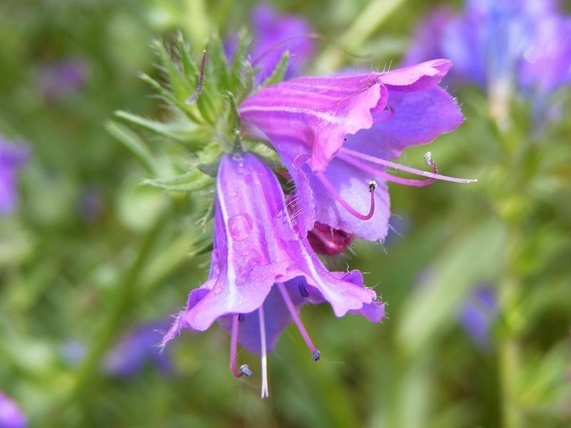 Jammas5 25 ROSE VIPER'S BUGLOSS Pink Echium Plantagineum Rose Bedder Flower Seeds + Gift