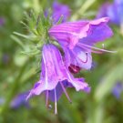 Jammas5 25 ROSE VIPER'S BUGLOSS Pink Echium Plantagineum Rose Bedder Flower Seeds + Gift