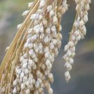 Jammas5 200 PROSO MILLET White Common Panicum Miliaceum Ornamental Grass Vegetable Seeds
