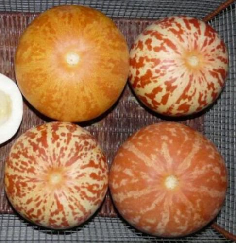 Jammas5 15 TIGGER / TIGER MELON Edible Muskmelon & Ornamental Vine Cucumis Melo Seeds