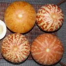 Jammas5 15 TIGGER / TIGER MELON Edible Muskmelon & Ornamental Vine Cucumis Melo Seeds