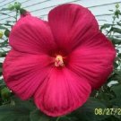 Jammas5 25 HOT PINK HIBISCUS Moscheutos Vintage Grenache Bush Flower Seeds *Comb S/H