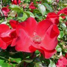 Jammas5 30 JAPANESE RED ROSE Bush Rosa Rugosa Rubra Rugrose Fragrant Flower Seeds + Gift