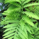 Jammas5 1000 + SENSITIVE FERN Onoclea Sensibilis aka Bead Sympathy Spores Seeds
