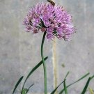Jammas5 100 PRAIRIE ALLIUM Stellatum Prairie Onion Pink Flower Seeds *Combined Shipping