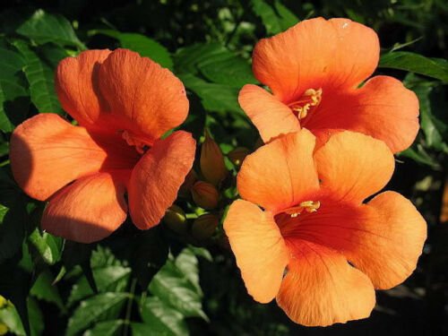 Jammas5 25 HUMMINGBIRD TRUMPET CREEPER VINE Campsis Radicans Flower Seeds +Gift & CombSH