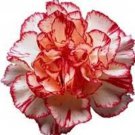 Jammas5 50 Avranchin RED & WHITE CARNATION Dianthus Caryophyllus Chabaud Flower Seeds