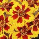 Jammas5 400 DAINTY MARIETTA FRENCH MARIGOLD Tagetes Patula Flower Seeds + Gift & CombS/H