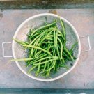 Jammas5 50 SLENDERETTE GREEN BEAN French Stringless Phaseolus Vulgaris Vegetable Seed