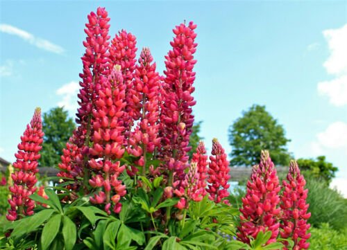 Jammas5 25 RED LUPINE 'MY CASTLE' Lupinus Polyphyllus Scarlet Russell Lupin Flower Seeds