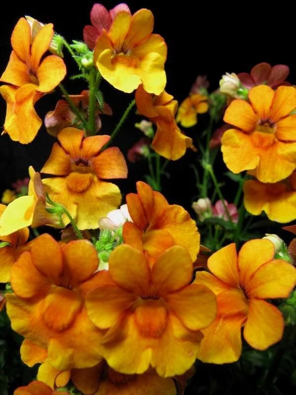 Jammas5 50 ORANGE PRINCE NEMESIA Strumosa Flower Seeds *Comb S/H + Free Gift